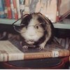 raton de biblioteca